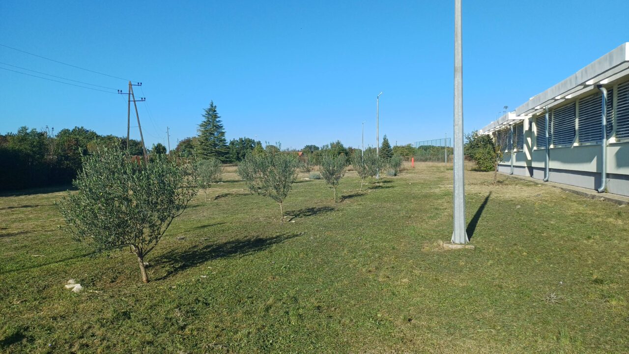 Naš maslinik je zablistao!